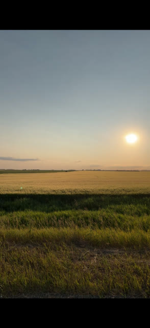 A prairie field and treeline under a low sun.